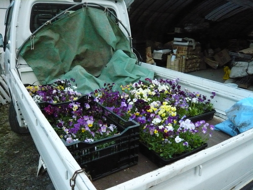私を駆り立てるもの・・・・・・・・子供たちに本物の花を届けたい・・・・・_b0137969_19465531.jpg