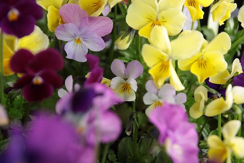 保育園に届ける松永氏の花たち・・・・・園田絵美氏撮影・・・_b0137969_202554.jpg