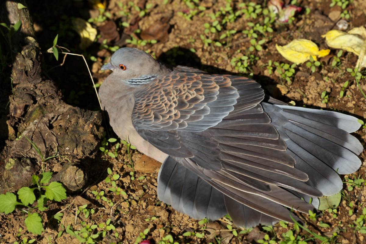 キジバト 雉鳩 日向ぼっこ 身近な自然を撮る