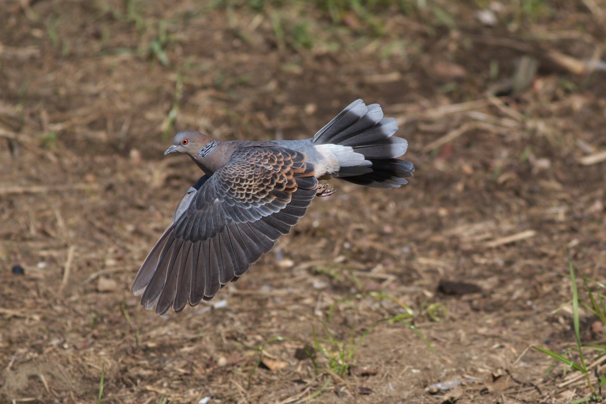キジバト 雉鳩 日向ぼっこ 身近な自然を撮る