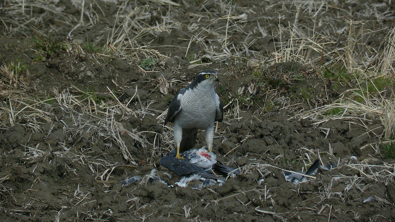 a0185081_17112077.jpg