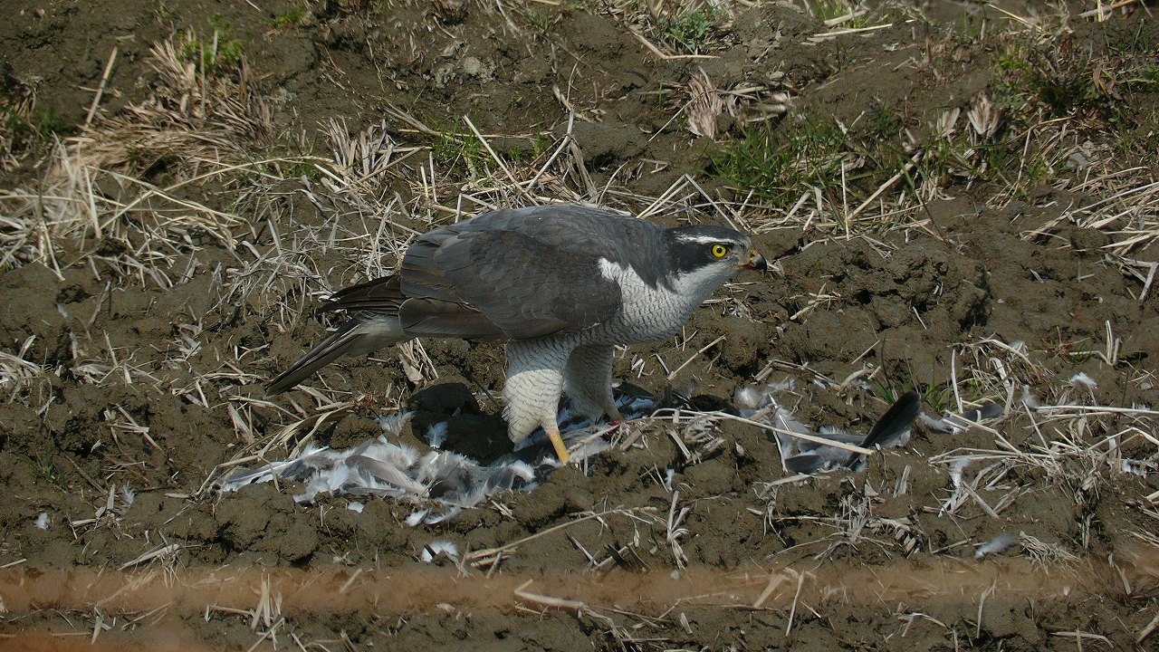 a0185081_17133078.jpg