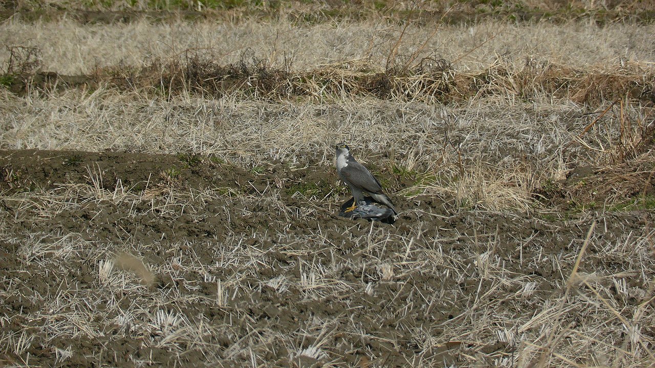 a0185081_1775257.jpg