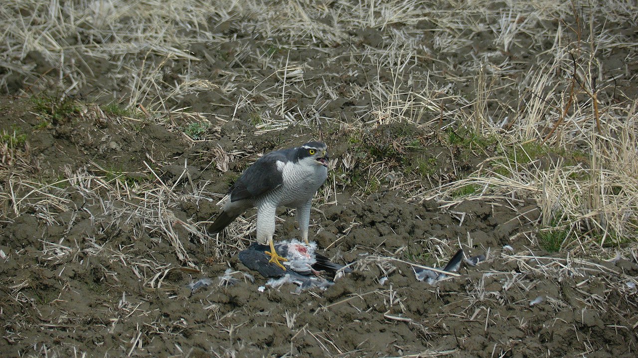 a0185081_17999.jpg
