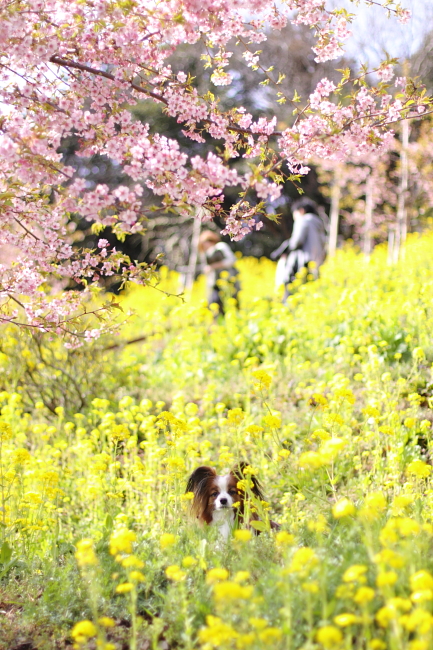 6日は河津桜_c0044199_1554546.jpg