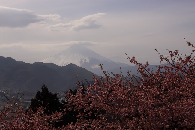 6日は河津桜_c0044199_16233878.jpg