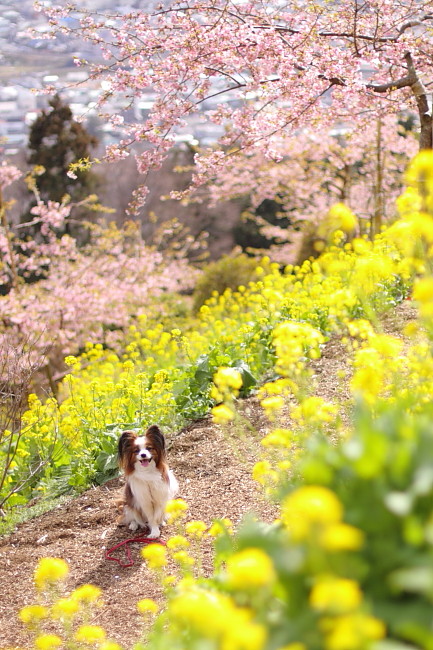 6日は河津桜_c0044199_1681869.jpg