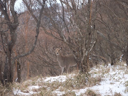 塔ノ岳 雪中登山_e0077899_6472280.jpg