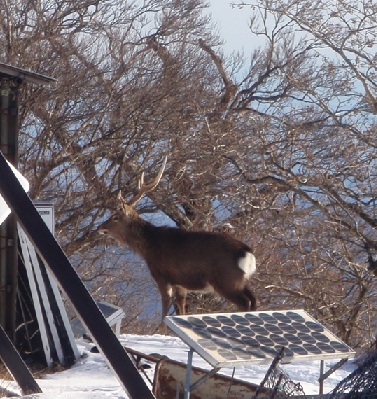 塔ノ岳　雪中登山_e0077899_648393.jpg