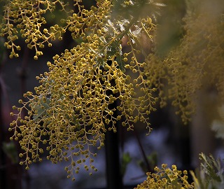 a0123003_22162282.jpg