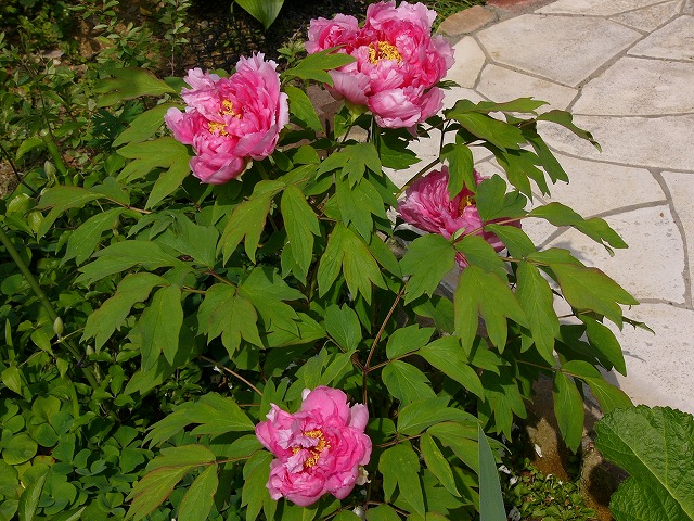 a0123003_22421996.jpg