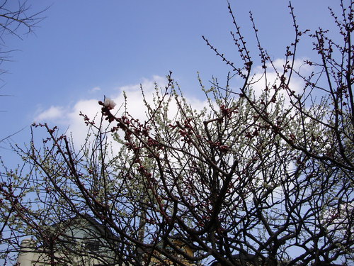 c0092803_15433423.jpg