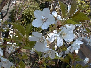 オオシマザクラ(桜② 江戸の花と木)_c0187004_11132015.jpg