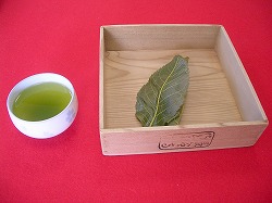 オオシマザクラ(桜② 江戸の花と木)_c0187004_11133735.jpg