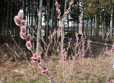 c0076705_22131746.jpg
