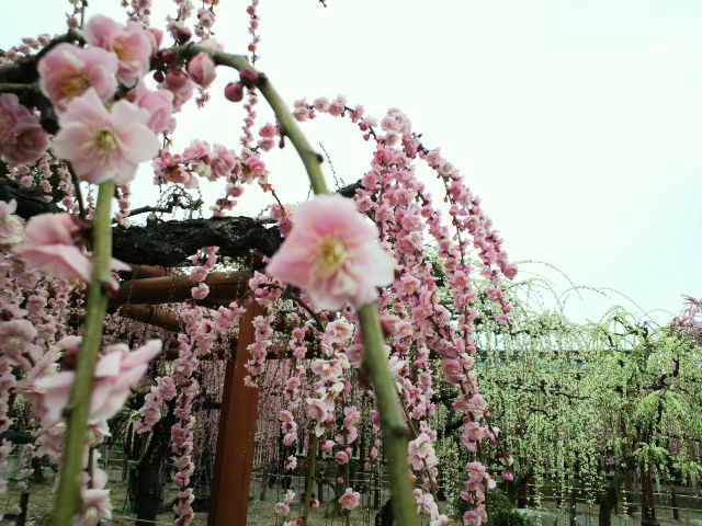 結城神社_e0099212_1643035.jpg