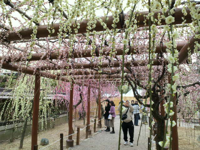 結城神社_e0099212_16435284.jpg