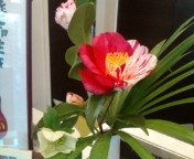 お花_f0206213_1647594.jpg