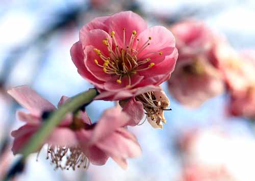 梅の花　（３月８日　東京都薬用植物園にて）_a0023315_2040433.jpg