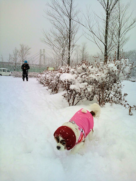 またまた雪！_b0185323_0244449.jpg