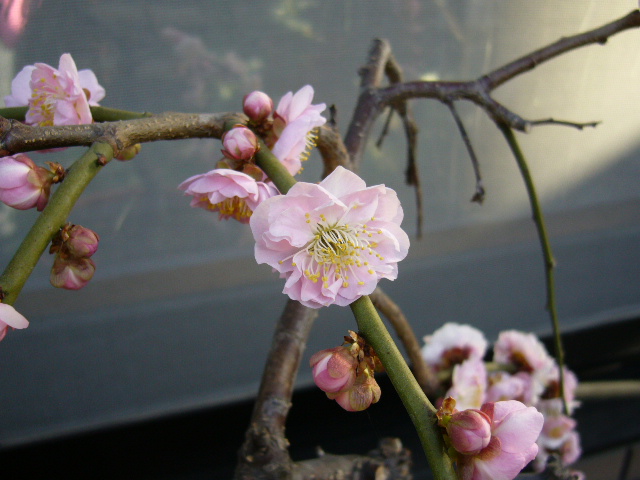 d0000324_1259508.jpg