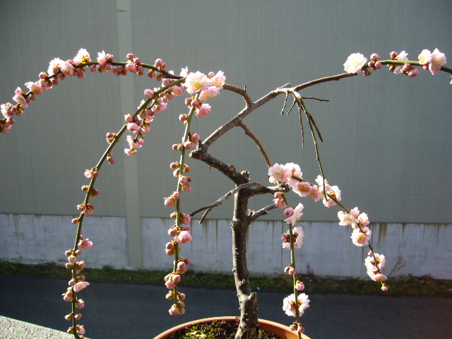 d0000324_1303233.jpg