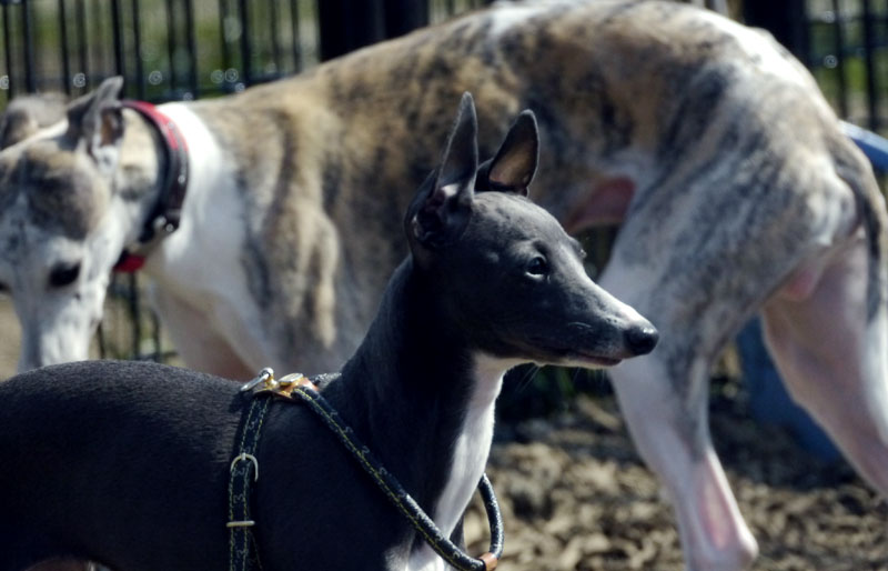 犬の唾液のヌルヌルについて ジーン ダーコのダイアリー