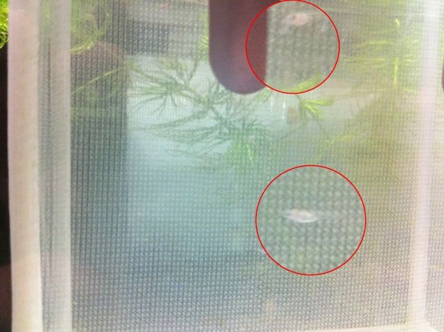 ●赤ちゃんメダカの成長と寝とん?テトラw_a0033733_13261538.jpg