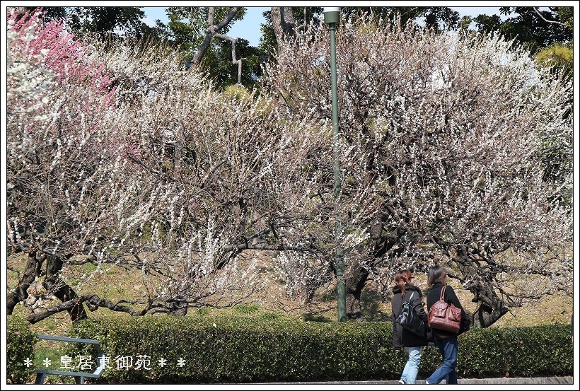 皇居東御苑の梅の花_e0052135_22205280.jpg