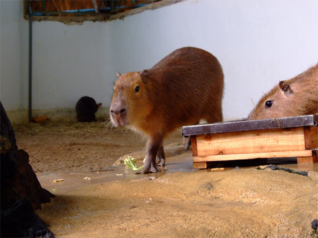 美しすぎるカピバラは人懐こすぎ。。。_a0179837_1465651.jpg