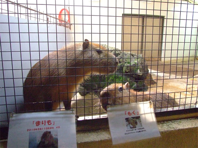 美しすぎるカピバラは人懐こすぎ。。。_a0179837_2134865.jpg