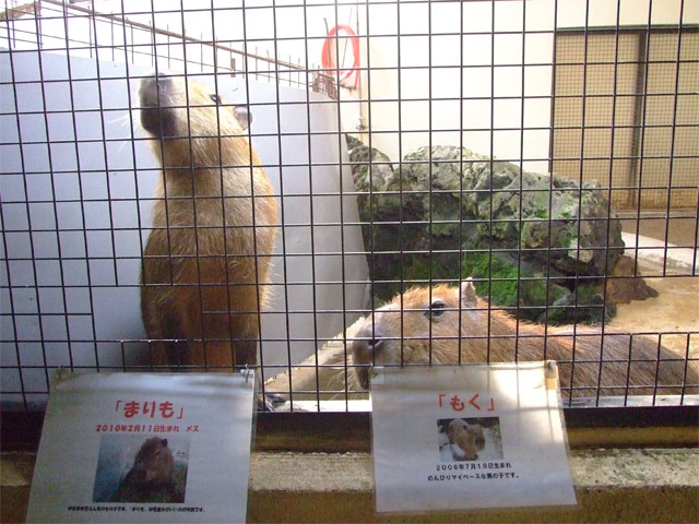 美しすぎるカピバラは人懐こすぎ。。。_a0179837_2154895.jpg