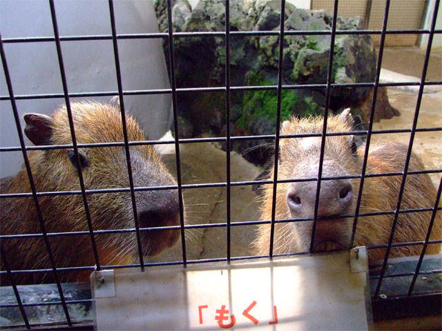 美しすぎるカピバラは人懐こすぎ。。。_a0179837_2241231.jpg