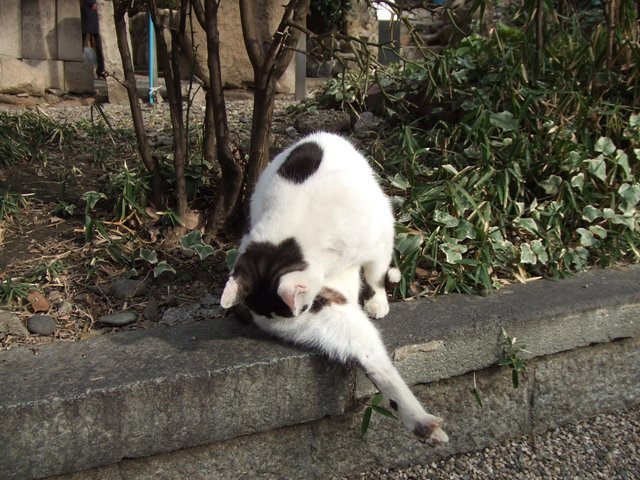 Yasui Shrine_e0046748_16181117.jpg