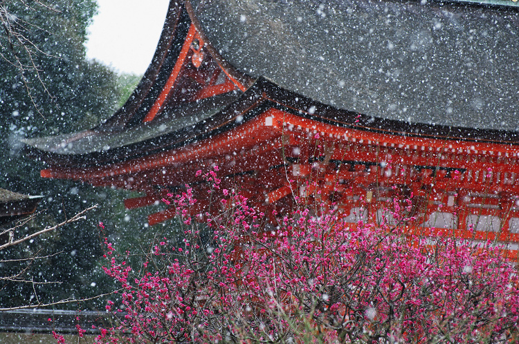 雪中梅（下鴨神社）_f0155048_23484293.jpg