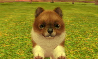 【nintendogs+cats】ポメラニアンは犬じゃなかった_f0222149_16563098.jpg