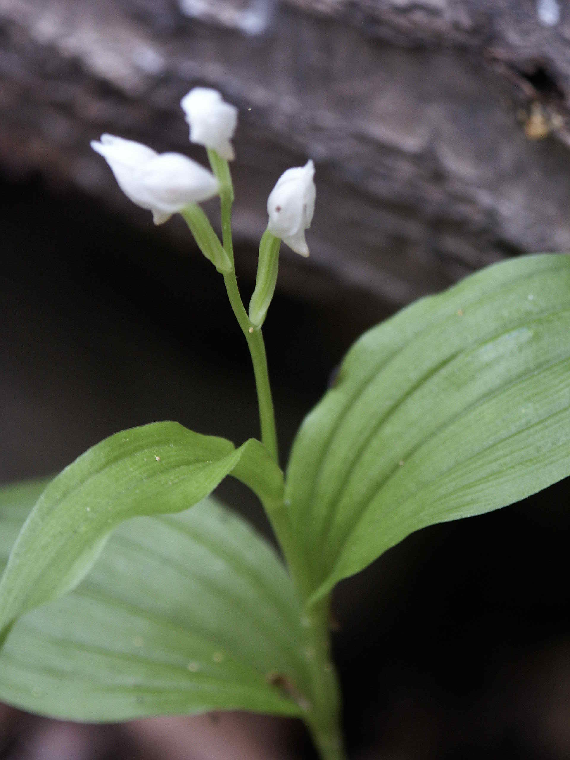 竹本芳春氏の記録写真の保存作業_c0108460_18046.jpg