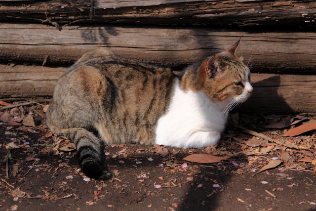 江ノ島猫ちゃん よるほー隊江ノ島撃ち その3 Let S Enjoy Everyday