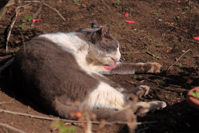 江ノ島猫ちゃん よるほー隊江ノ島撃ち その3 Let S Enjoy Everyday