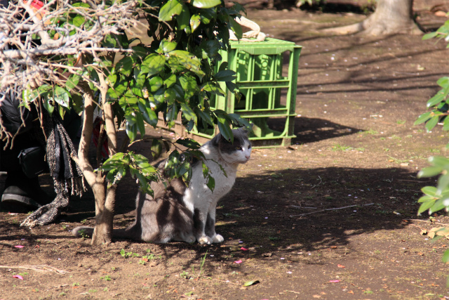 江ノ島猫ちゃん よるほー隊江ノ島撃ち その3 Let S Enjoy Everyday