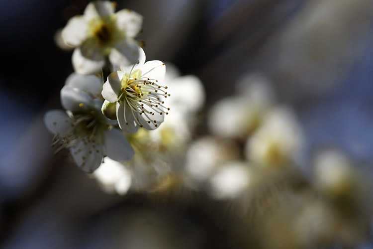 府中郷土の森の春の花_b0190068_954699.jpg