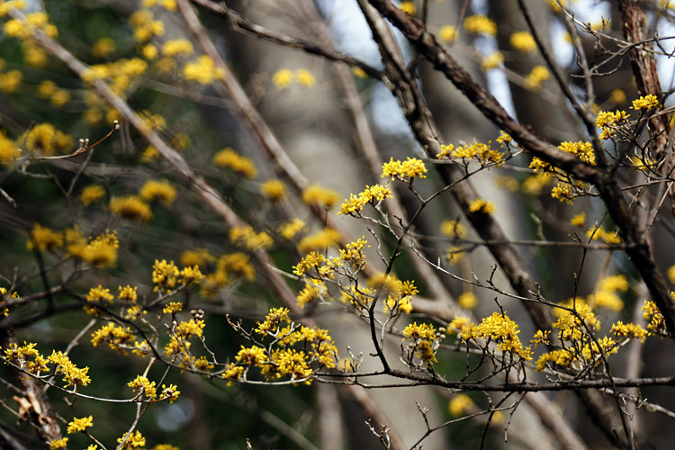 府中郷土の森の春の花_b0190068_96717.jpg