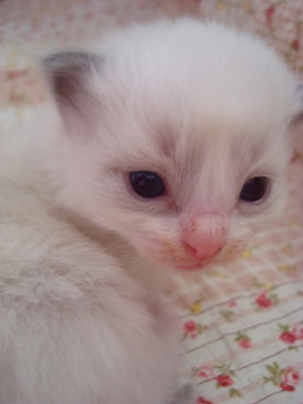 2月20日生まれのラグドールの子猫たち_e0025872_141153.jpg