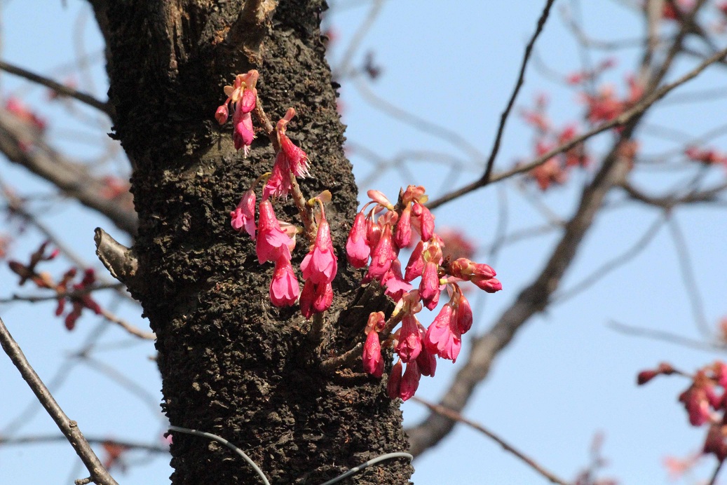 不忍池(しのばずのいけ)の桜_a0107574_19432626.jpg