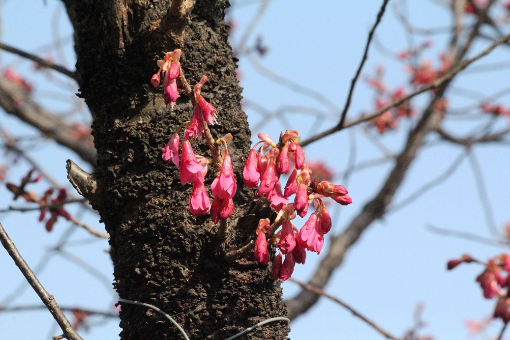 不忍池（しのばずのいけ）の桜_a0107574_19432626.jpg