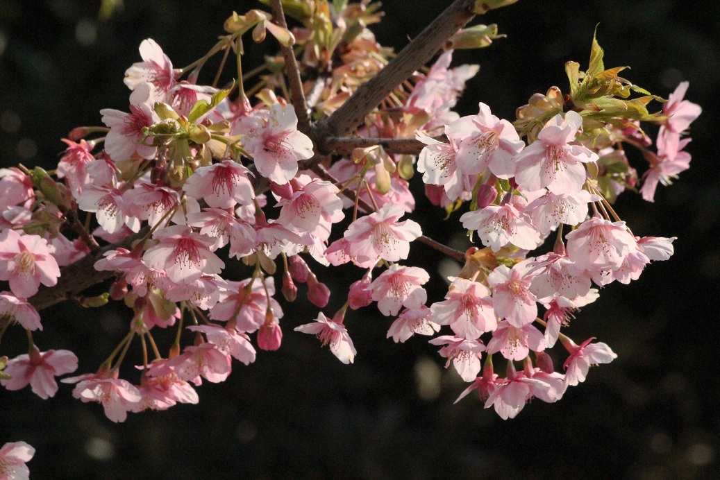 不忍池(しのばずのいけ)の桜_a0107574_19434556.jpg