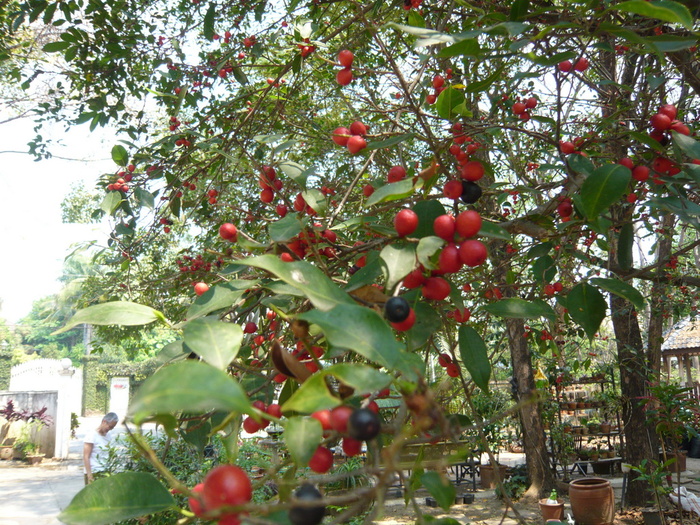 f0178278_11471534.jpg