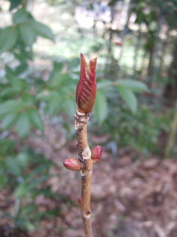 春を待つ木の芽　　２０１１．３．９_c0153880_1534582.jpg