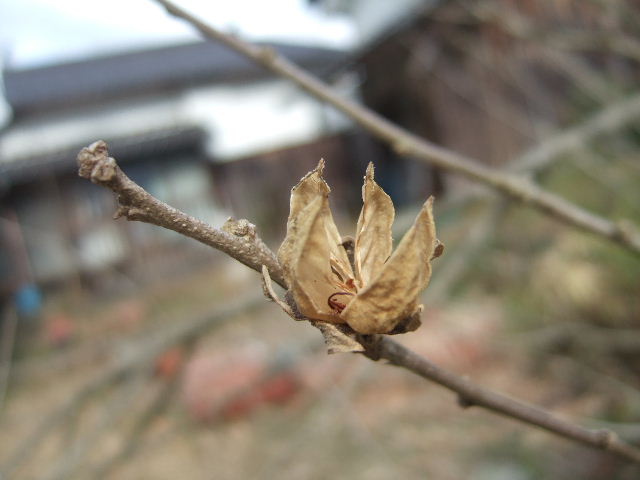 春を待つ木の芽　　２０１１．３．９_c0153880_15384636.jpg