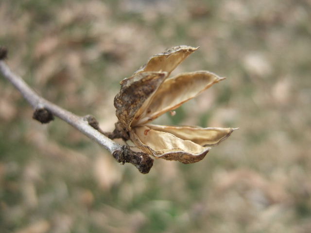 春を待つ木の芽　　２０１１．３．９_c0153880_1539084.jpg